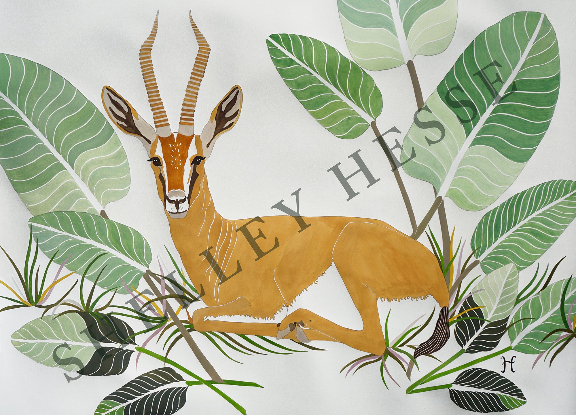 Grant's Gazelle