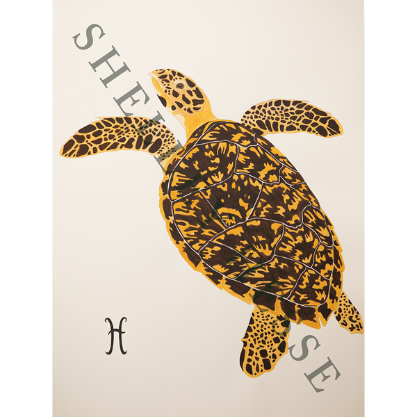 Hawksbill Sea Turtle